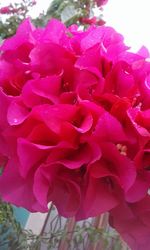 Close-up of pink rose