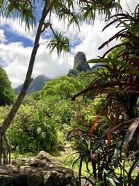 Trees and plants growing on rock against sky