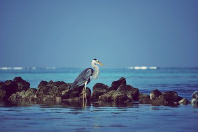 Birds on a sea