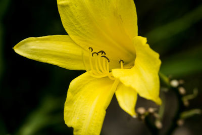 Close-up of yellow flowering plant