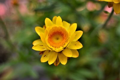 Close-up of yellow flowering plant