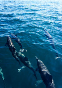 Group of dolphins swimming in the pacific