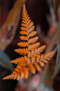 Close-up of dry leaves against blurred background