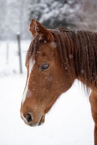 Close-up of a horse on snow