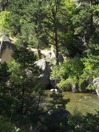 Trees growing in forest