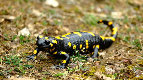 Close-up of lizard on field