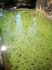 High angle view of grass floating on water