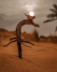 Close-up of lizard on a field