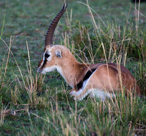 Side view of giraffe on field