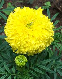 Close-up of yellow marigold blooming outdoors