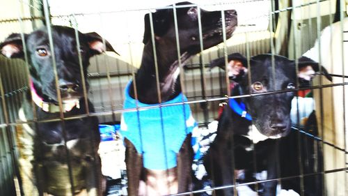 Portrait of horse hanging