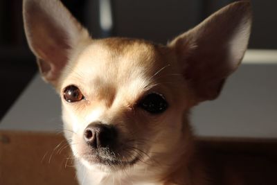 Close-up portrait of dog at home