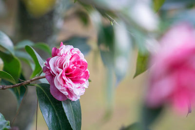 Close-up of pink rose