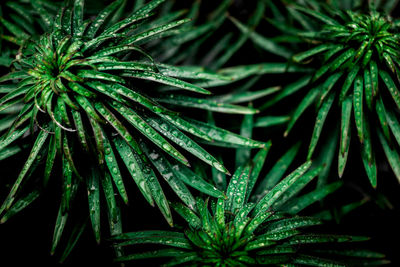 Close-up of wet pine tree