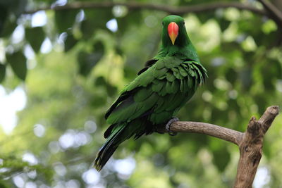 Nuri bayan or eclectus roratus, a parrot with intelligence to imitate human voices.