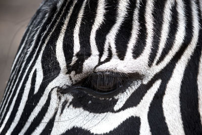Close-up of a zebra