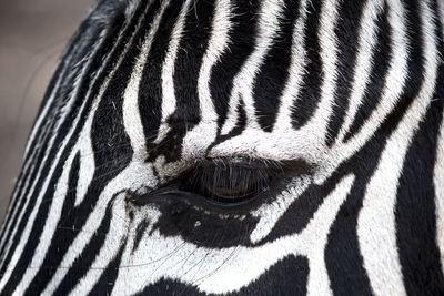 Close-up of zebra eye