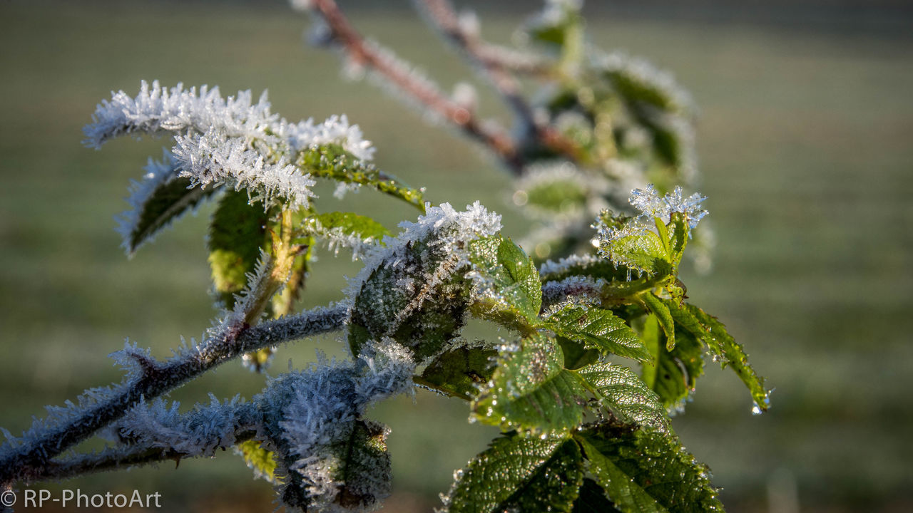 focus on foreground, branch, close-up, nature, growth, plant, beauty in nature, flower, leaf, tree, winter, cold temperature, day, selective focus, outdoors, season, freshness, snow, one animal, frozen