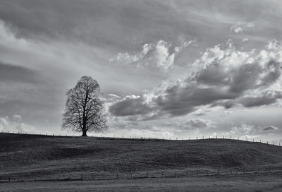Bare tree on field against sky