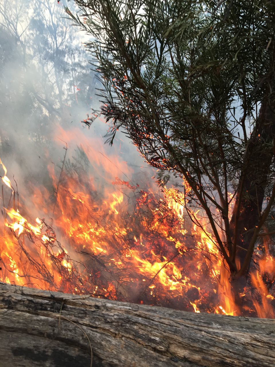 Bushfire Australia Firegrounds Bushfire Burnoff Burning Tree Fire Nature Flame Heat Wildfire Plant No People Land Forest Environment Accidents And Disasters Smoke Outdoors Orange Color Beauty In Nature Forest Fire Sky Wood