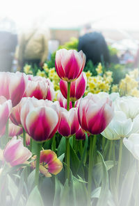 Close-up of pink tulips