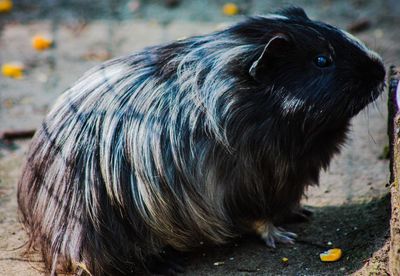 Close-up of a guinea pig looking away