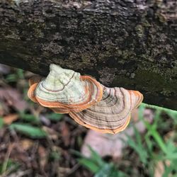 Close-up of shell on tree trunk