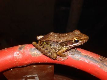 Close-up of lizard