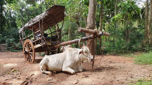 View of a lying zebu next to the cart