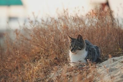 Cat relaxing on field