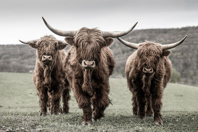 Portrait of cow standing on field