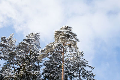 Low angle view of snow covered tree against sky