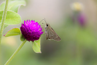 Close-up of butterfly pollinating on purple flower