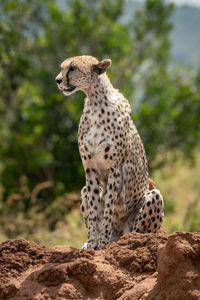 Cheetah sitting on rock formation