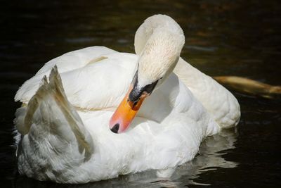 Close-up of swan swimming in lake