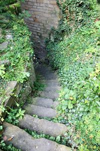 Plants growing in grass