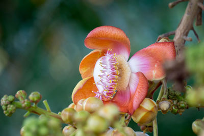 Close-up of flowering plant