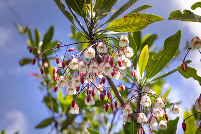 Low angle view of flowering plant on tree