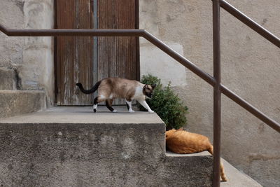 Cats on steps by wall outside house