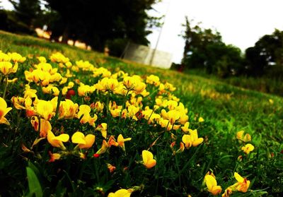 Close-up of yellow flowers blooming in field