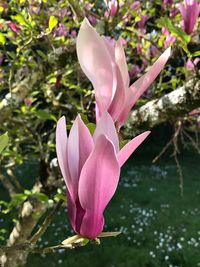 Close-up of pink crocus blooming outdoors