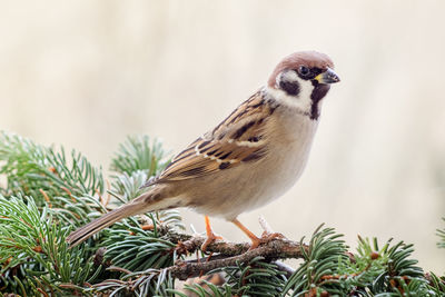 Close-up of bird perching outdoors