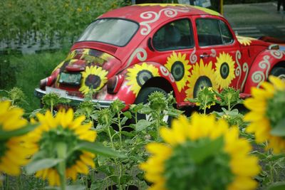 Yellow flowers on field seen through car windshield
