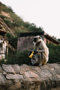 Monkey sitting on a wall