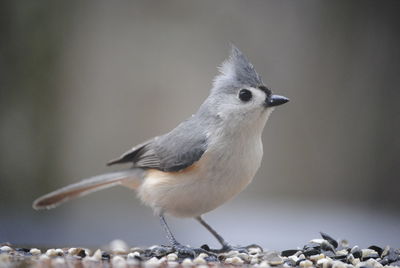 Close-up of tufted titmouse on field