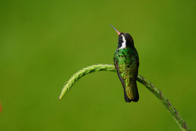 Rear view of hummingbird perching on plant