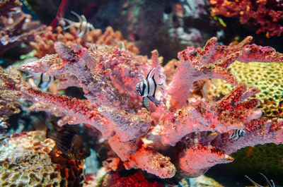 Fish swimming in sea