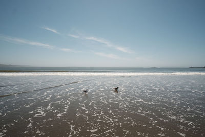 Swans swimming in sea against sky