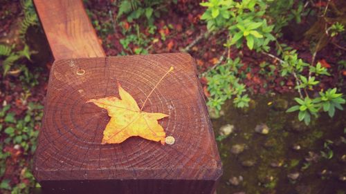 High angle view of autumn leaf on wooden post