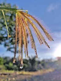 Close-up of flowering plant against sky